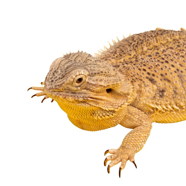 Vista de reptil iguana