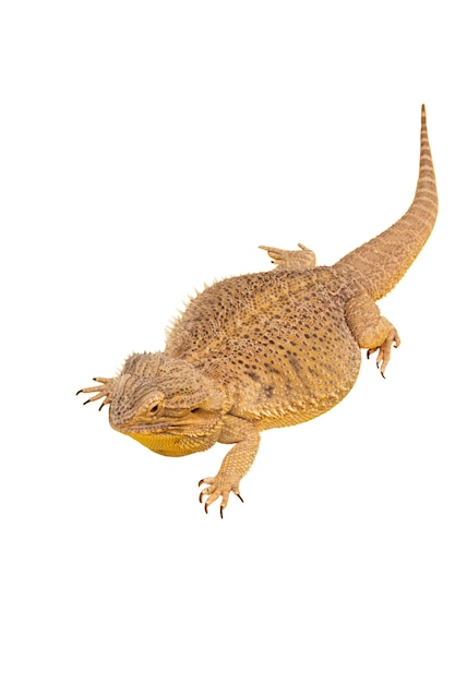 PSD gratuito vista de reptil iguana