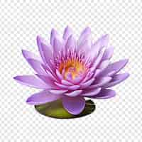 Gratis PSD waterlily bloem png geïsoleerd op transparante achtergrond