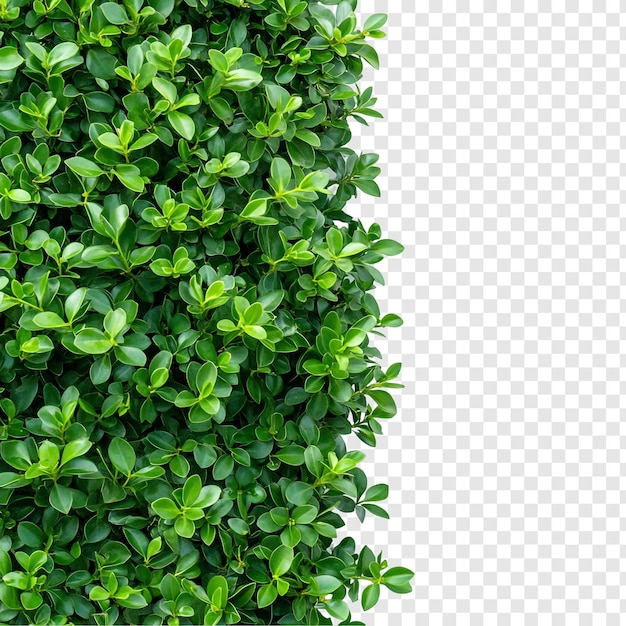 Weelderig groen gebladerte Levendige natuurlijke grens Frisse groene textuur