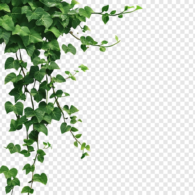 Weelderige groene klimop wijnstokken die naar beneden vallen Een levendige tentoonstelling van de schoonheid van de natuur