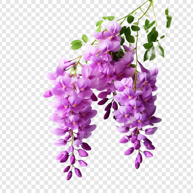 Gratis PSD wisteria bloem png geïsoleerd op transparante achtergrond