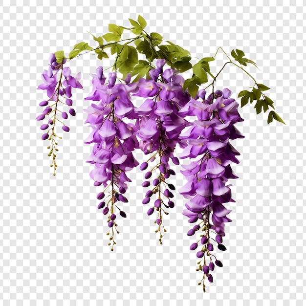 Wisteria bloem png geïsoleerd op transparante achtergrond