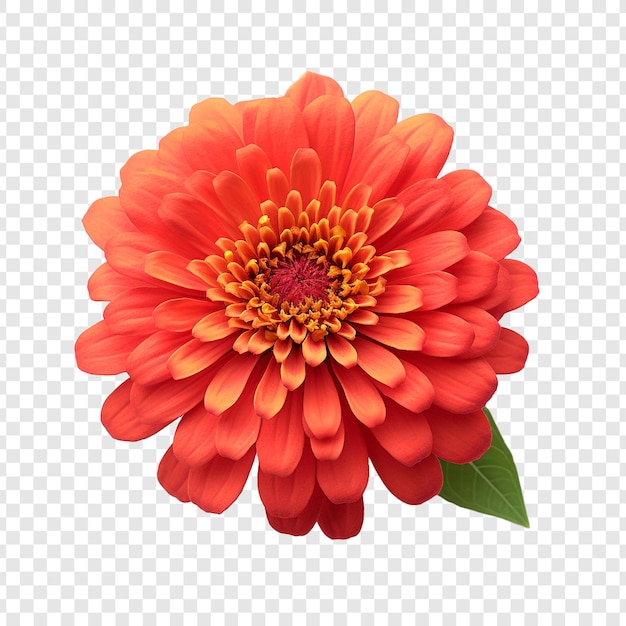 Gratis PSD zinnia bloem geïsoleerd op transparante achtergrond