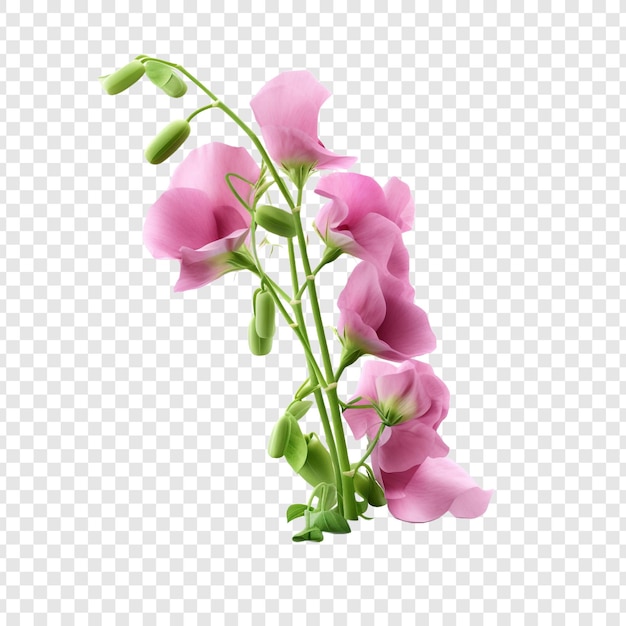 Gratis PSD zoete erwtbloem png geïsoleerd op transparante achtergrond