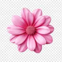 PSD gratuit 3d fleur rose isolée sur un fond transparent