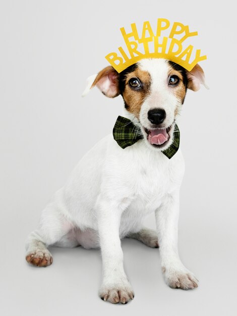 Adorable chiot Jack Russell Retriever portant une couronne de joyeux anniversaire