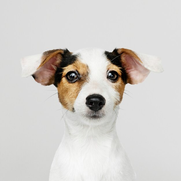 Adorable portrait de chiot Jack Russell Retriever