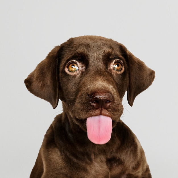 Adorable portrait de Labrador Retriever au chocolat