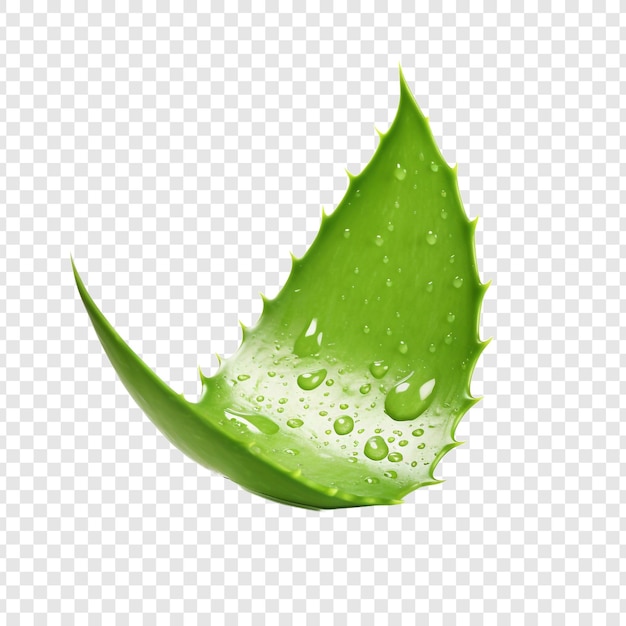 Aloe Vera Png Isolé Sur Fond Transparent