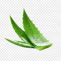 PSD gratuit aloe vera png isolé sur fond transparent