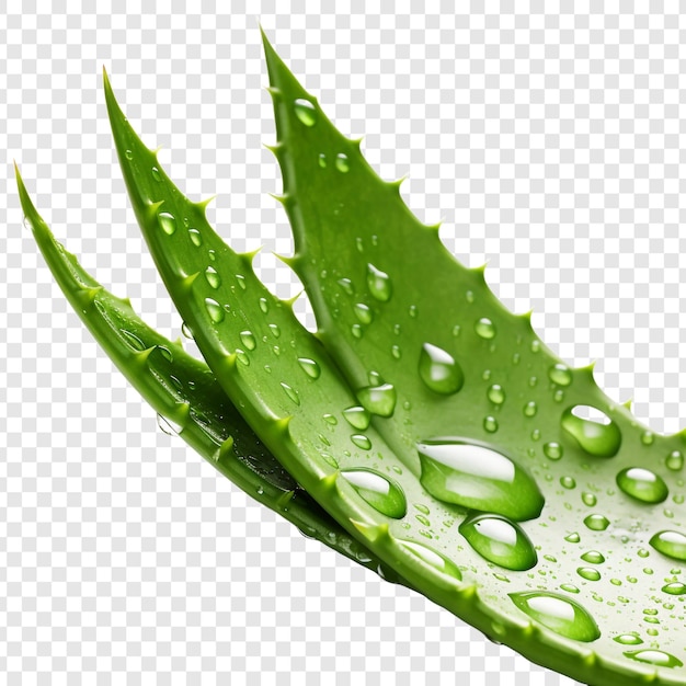 PSD gratuit aloe vera png isolé sur fond transparent