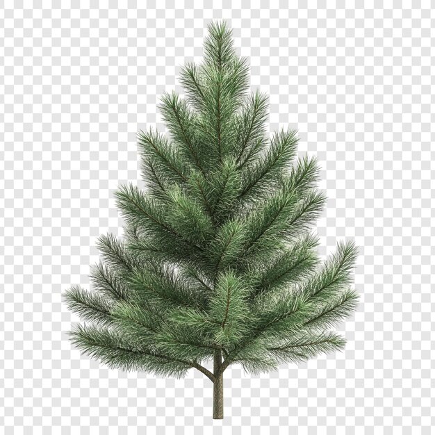 Un arbre à feuilles persistantes isolé Une représentation 3D d'un conifère luxuriant