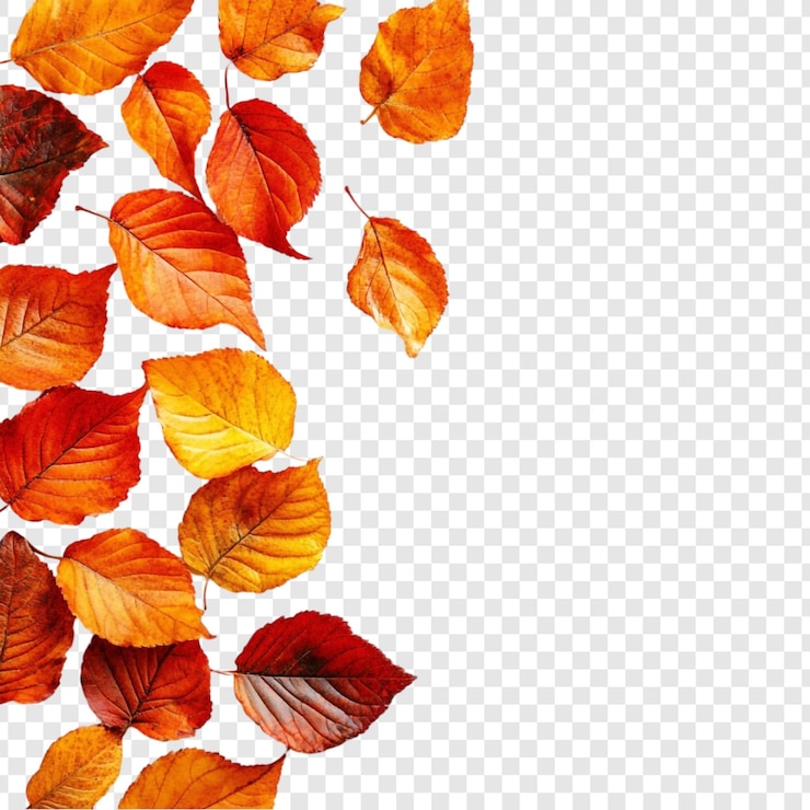 PSD gratuit l'automne laisse derrière lui une collection vibrante de feuillages d'automne
