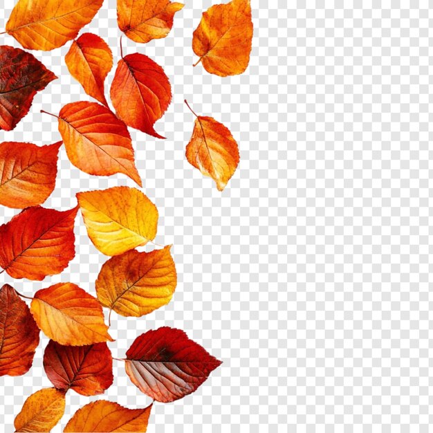L'automne laisse derrière lui une collection vibrante de feuillages d'automne