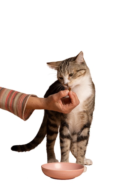Le beau et mignon chat isolé