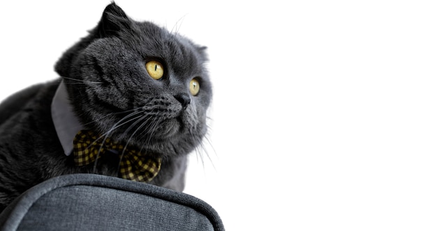Beau portrait de chat isolé