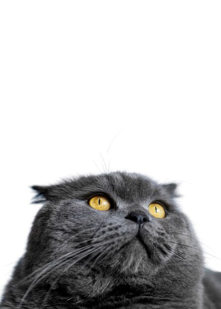 Beau portrait de chat isolé