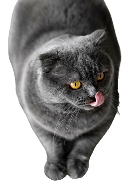 Beau portrait de chat isolé