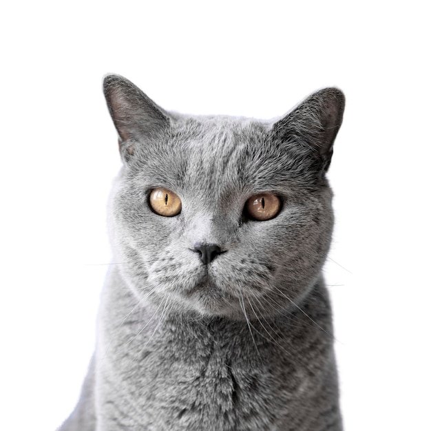 Beau portrait de chat isolé