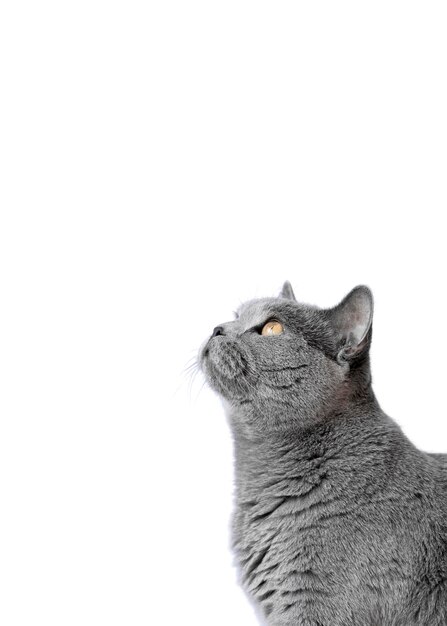 Beau portrait de chat isolé