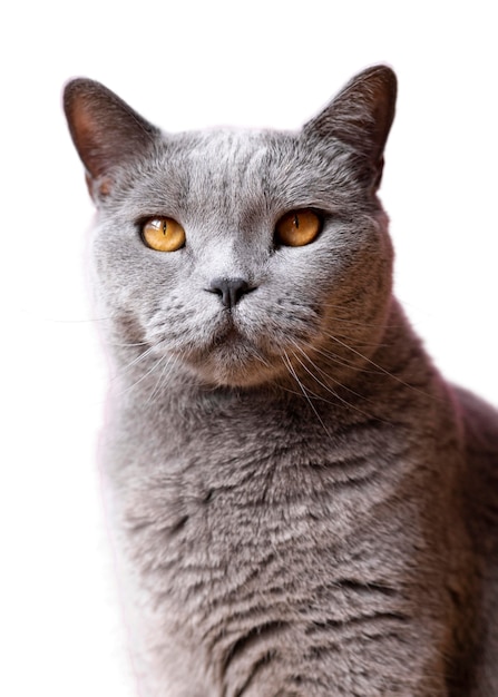 Beau portrait de chat isolé