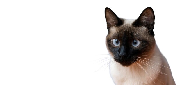Beau portrait de chat isolé