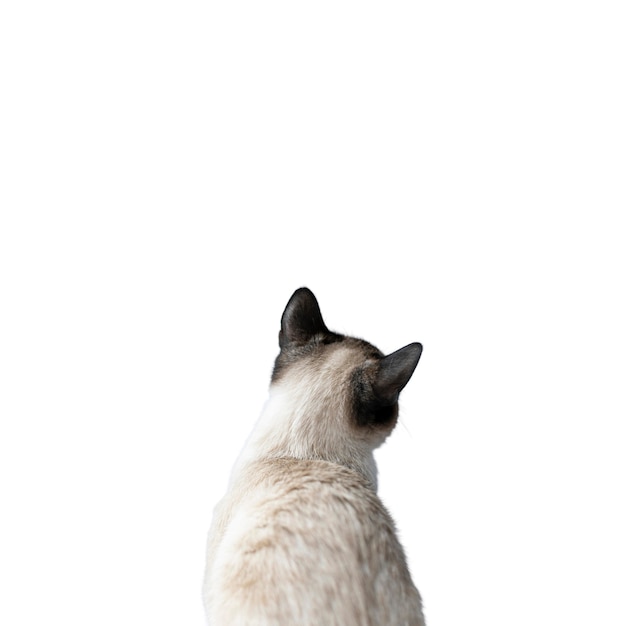 Beau portrait de chat isolé