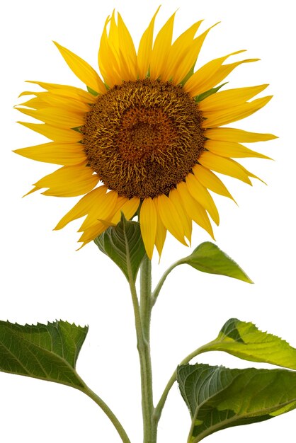 De beaux tournesols isolés