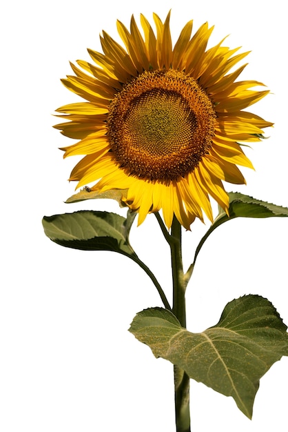 PSD gratuit de beaux tournesols isolés