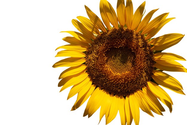 De beaux tournesols isolés