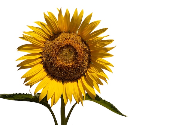 De beaux tournesols isolés
