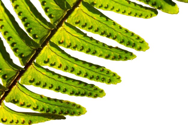 Belle feuille macro nature
