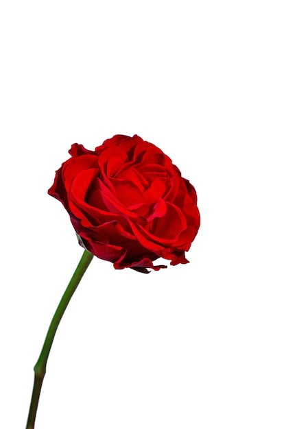 Une belle fleur dans le studio.