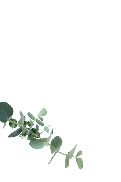Belle plante headshot nature morte
