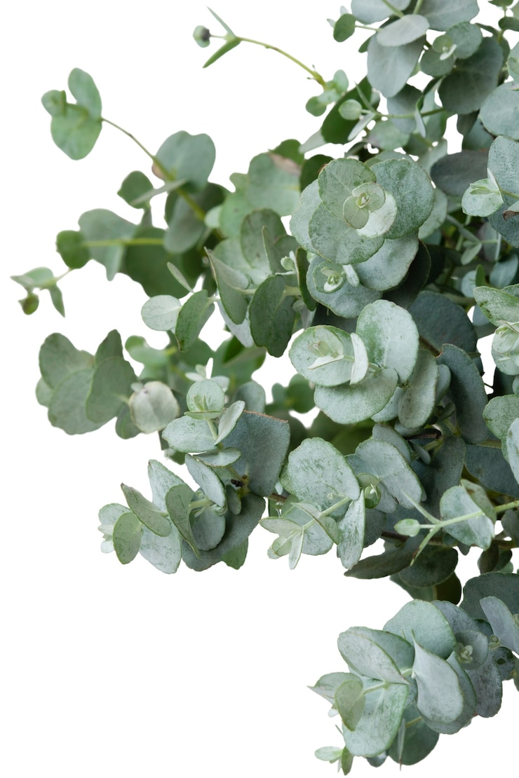 PSD gratuit belle plante headshot nature morte