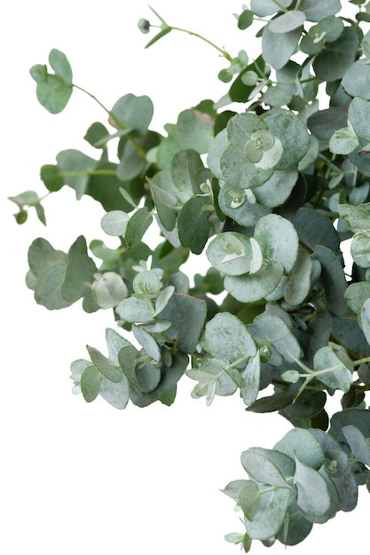 Belle plante headshot nature morte