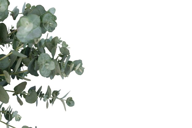 Belle plante headshot nature morte