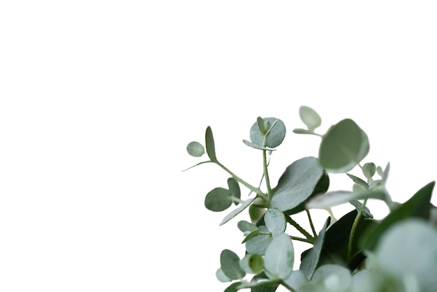 Belle plante headshot nature morte