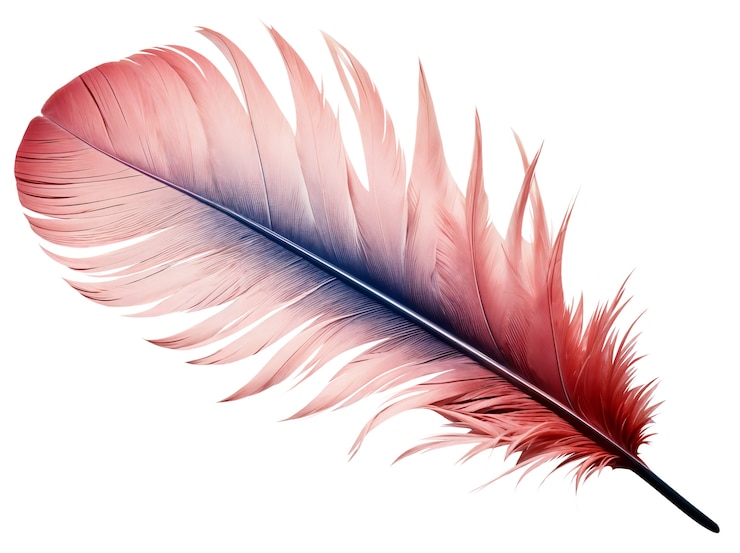 PSD gratuit une belle plume dans le studio.