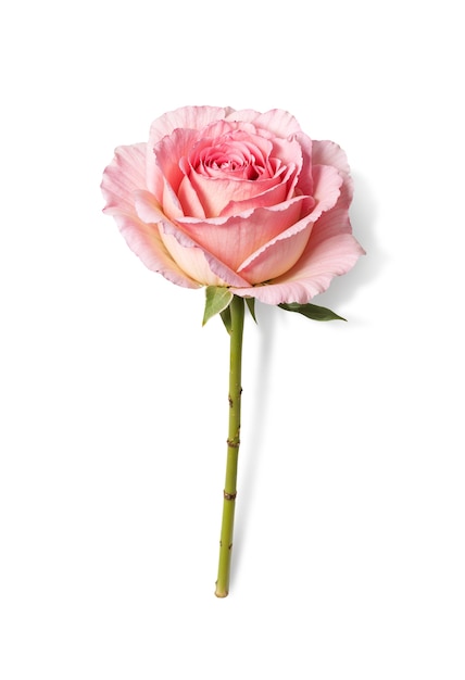 Une belle rose dans le studio.