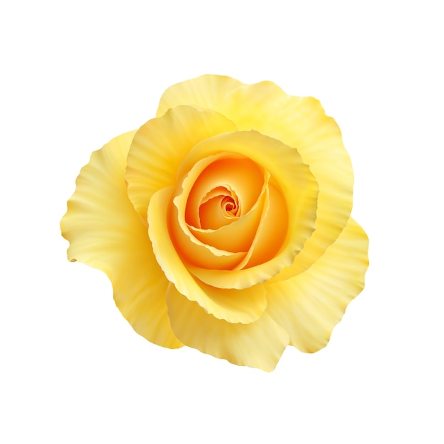 Une belle rose dans le studio.