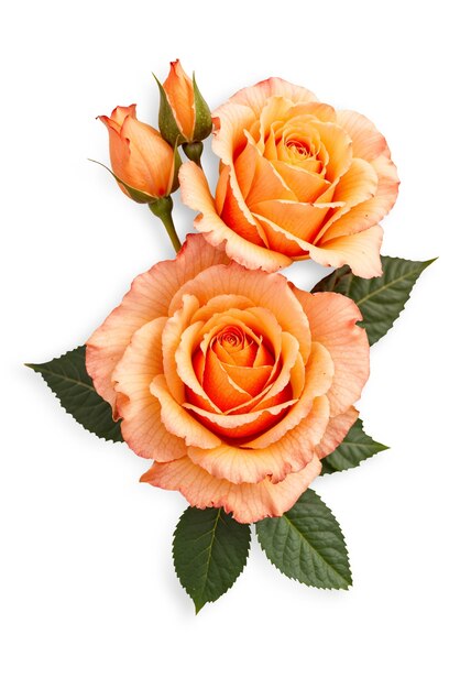 Une belle rose dans le studio.