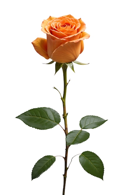 Une belle rose dans le studio.