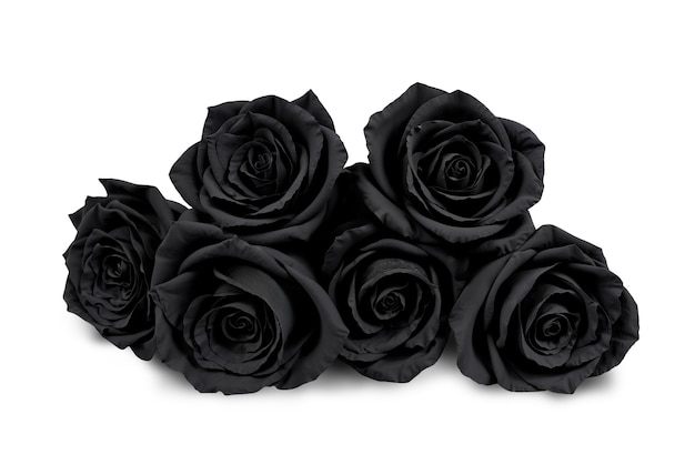 Une belle rose dans le studio.