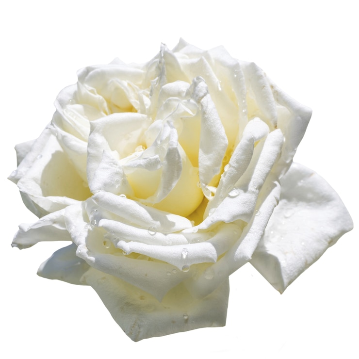 PSD gratuit une belle rose isolée