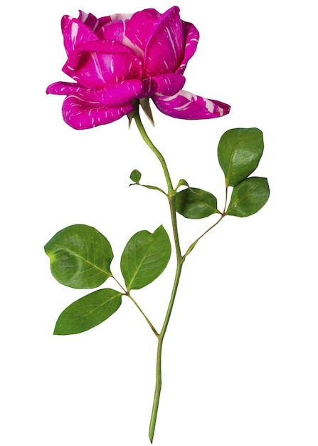 Une belle rose isolée