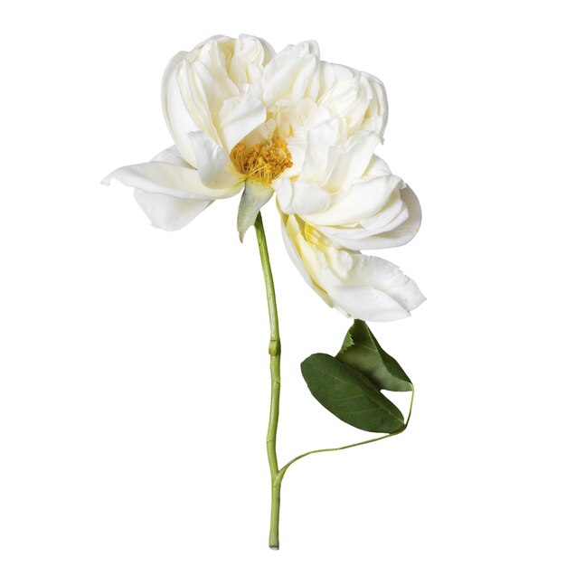 Une belle rose isolée