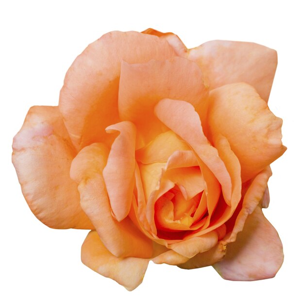 Une belle rose isolée