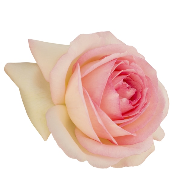 Une belle rose isolée